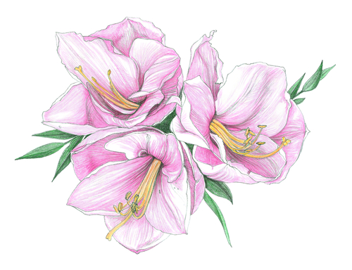 Botanical Drawing in Colored Pencil [Class in Chicago] Evanston Art